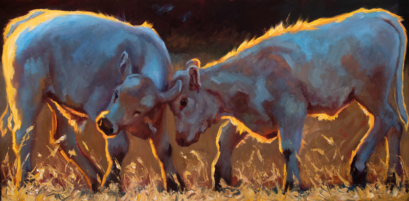 Oil painting by Cheri Christensen of two cream colored calves playing in the illuminating sunset light