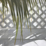"Palm with Shadow"