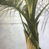 "Palm with Shadow"